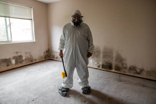 Why You Should Choose Our Mold Remediation Services in Mountain View, AR